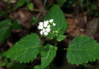 white snakeroot ageratina altissima wehr 7753 15aug22zac