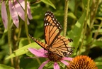 viceroy limenitis archippus wehr 7812 15aug22