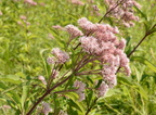 spotted joe pye weed eutrochium maculatum wehr 8412 22aug22