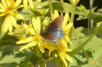red spotted purple limenitis arthemis wehr 8399 22aug22