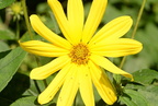 jerusalem artichoke helianthus tuberosus wehr 8407 22aug22