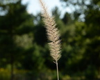 yellow foxtail setaria pumila farm 8469 23aug22
