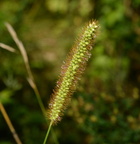 yellow foxtail setaria pumila  farm 8438 23aug22