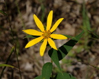woodland sunflower helianthus divaricatus farm 8457 23aug22zac