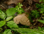 northern pearly eye enodia anthedon farm 8483 23aug22