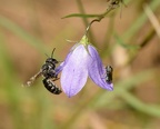 honey bee green sweat bee harebell farm 8453 23aug22
