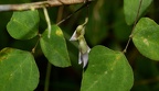 hog peanut amphicarpaea bracteata farm 8477 23aug22