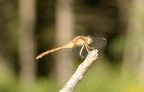 autumn meadowhawk sympetrum vicinum farm 8495 23aug22