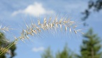 bottlebrush elymus hystrix farm 8507 1sep22