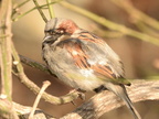 female house sparrow passer domesticus central park new york 1396 11mar22