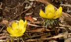 winter aconite eranthis hyemalis brooklyn 1930 14mar22
