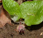wild ginger asarum canadense balls bluff 2367 24mar22