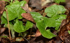wild ginger asarum canadense balls bluff 2359 24mar22