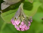 virginia blue bells mertensia virginica balls bluff 2363 24mar22