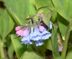 virginia blue bells mertensia virginica balls bluff 2366 24mar22
