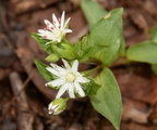 star chickweed stellaria pubera balls bluff 2358 24mar22