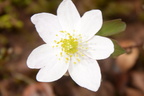 rue anemone thalictrum thalictroides balls bluff 2380 24mar24