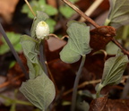 twin leaf jeffersonia diphylla balls bluff 2353 24mar22