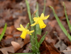 jonquil narcissus jonquilla 2344 balls bluff 24mar22