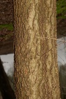 hackberry 2361 balls bluff 24mar22
