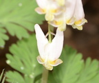 dutchmans breeches dicentra cucullaria balls bluff 2373 24mar22