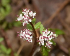 early saxifrage micranthes virginiensis balls bluff 2378 24mar22