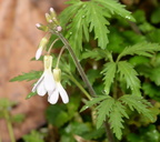 cutleaf toothwort cardamine concatenata 2369 balls bluff 24mar22