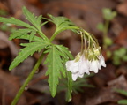 cutleaf toothwort cardamine concatenata 2349 balls bluff 24mar22