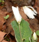 bloodroot sanguinaria canadensis 2375 balls bluff 24mar22