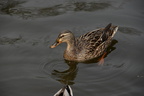 female mallard essex county prudential grove 3394 4apr22