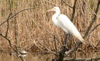great egret ardea alba essex county prudential concert grove 3383 4apr22