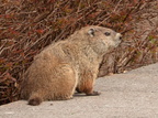 ground hog essex county park 3497 4apr22