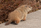 ground hog essex county park 3499 4apr22