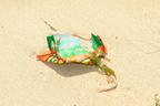 litter masamirey cove 0214 2nov22