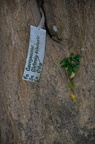 blackboard tree alstonia scholaris oldwoods by the sea bani 0557 6nov22