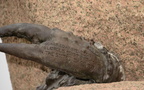 claw base cleopatras needle new york 3655 27apr23
