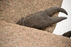 claw base cleopatras needle new york 3648 27apr23