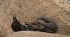 claw base cleopatras needle new york 3661 27apr23