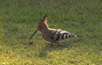 hoopoe upupa epops winter palace hotel luxor 8814 10nov23