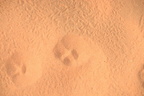 wolf track temple of amada 7936 4nov23