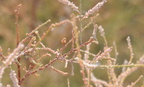 tamarix canariensis temple of amada 7975 4nov23