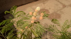 jumbay leucaena leucocephala philae 8113 6nov23