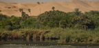shore birds vegetation desert along nile river 8312 7nov23