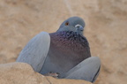 pidgeon temple of edfu 8416 7nov23