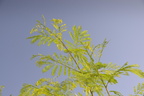 jacaranda mimosifolia kom ombo 8280 7nov23