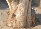 indian rosewood dalbergia sissoo kom ombo 8278 7nov23