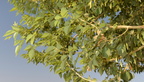 indian rosewood dalbergia sissoo kom ombo 8275 7nov23