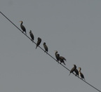 great cormorant phalacrocorax cabo shoreline nile river 8299 7nov23
