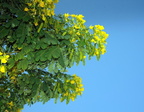 glossy shower senna surattensis karnak temple entrance 8938 10nov23zac