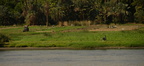 agriculture along nile river 8360 7nov23